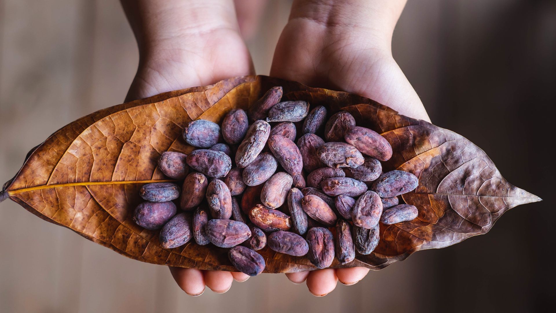 CACAO BOLIVIANO, Foto: Asuntos Centrales